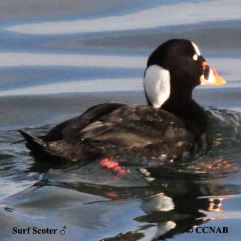 Surf Scoter (Melanitta perspicillata) - North American Birds - Birds of ...