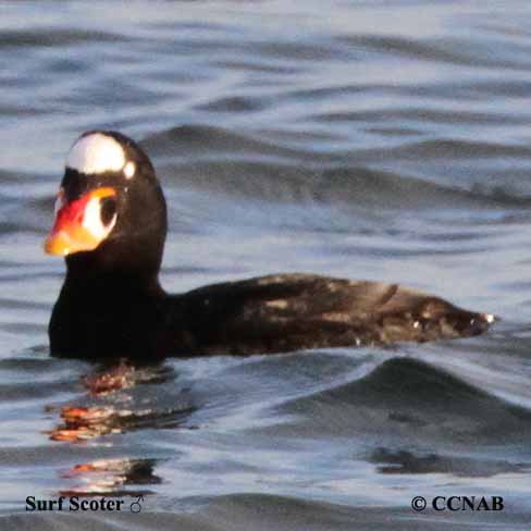 Surf Scoter (Melanitta perspicillata) - North American Birds - Birds of ...