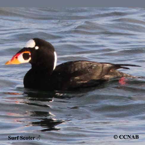 Surf Scoter (Melanitta perspicillata) - North American Birds - Birds of ...