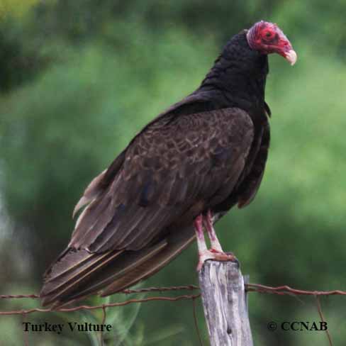 Turkey Vulture (Cathartes Aura) - North American Birds - Birds Of North ...