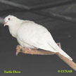 Turtle-Dove