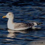 Vega Gull