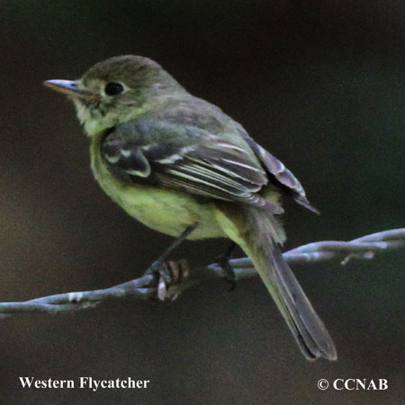 Western Flycatcher songs and calls