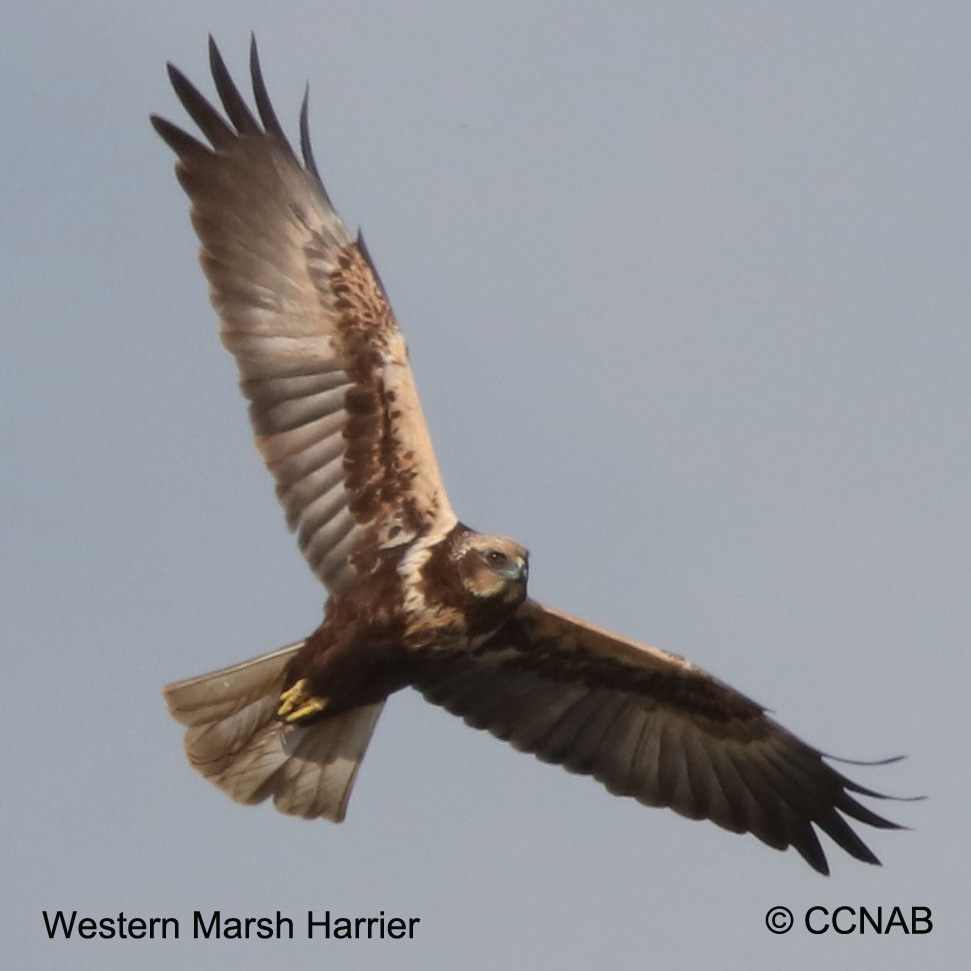 Birds of North America