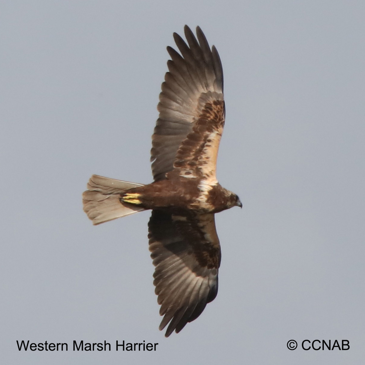 Birds of North America