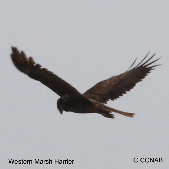 Birds of North America