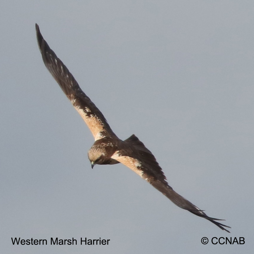 Birds of North America