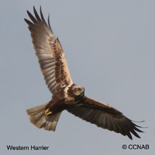 Western Marsh Harrier