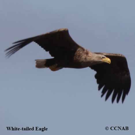 White-tailed Eagle