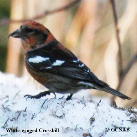 White-winged Crossbill (Loxia leucoptera) - North American Birds ...