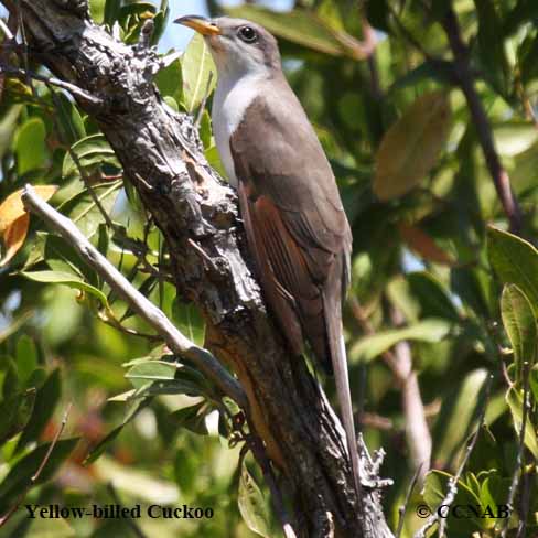 Yellow-billed Cuckoo (Coccyzus americanus) - North American Cuckoos ...
