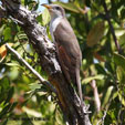 Yellow-billed Cuckoo songs and calls