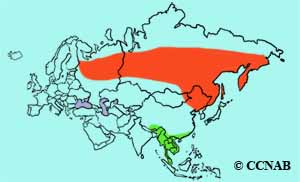 Yellow-breasted Bunting range map