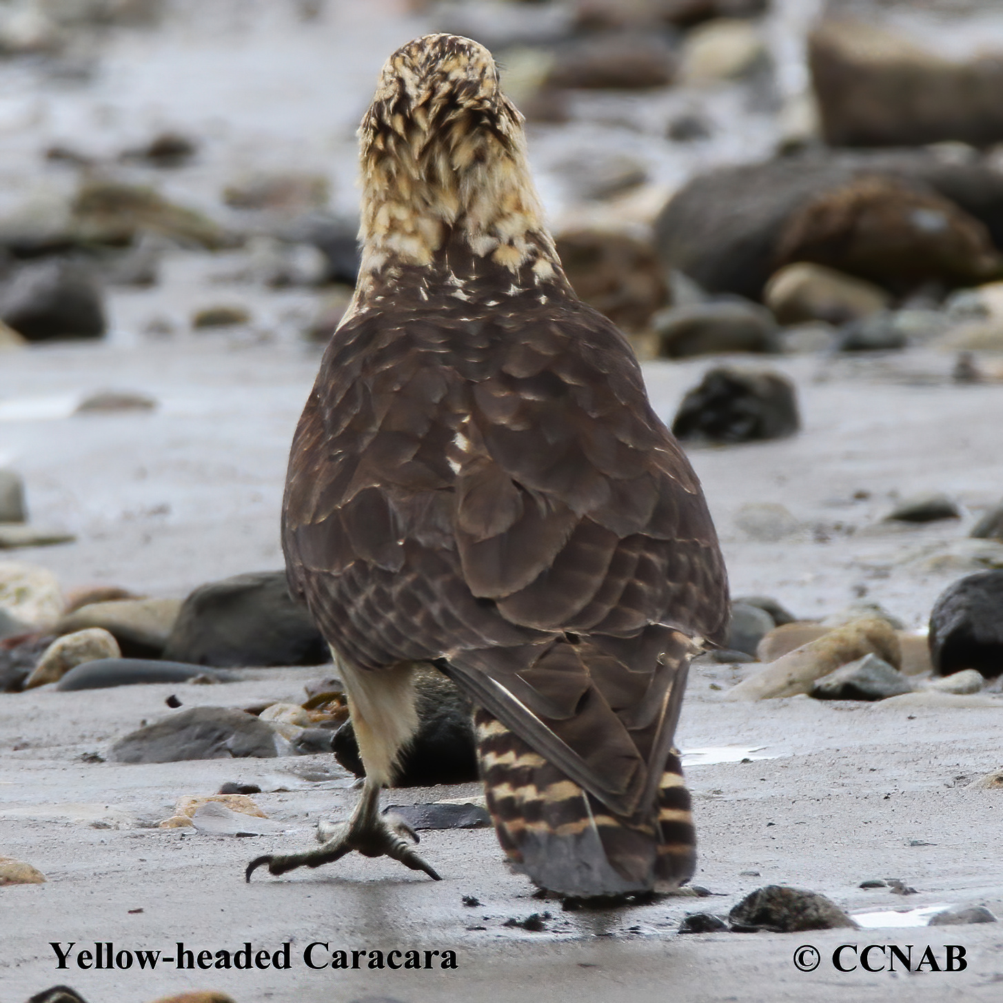 Birds of North America