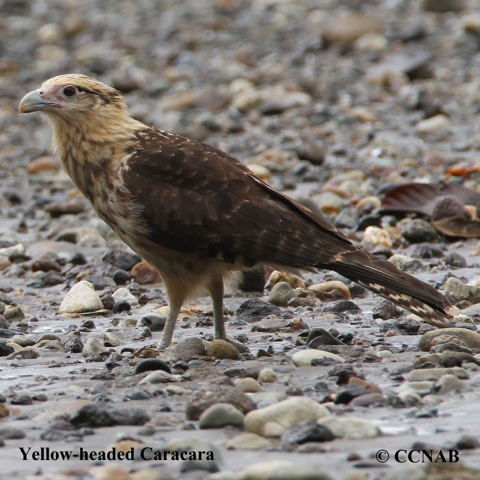 Birds of North America