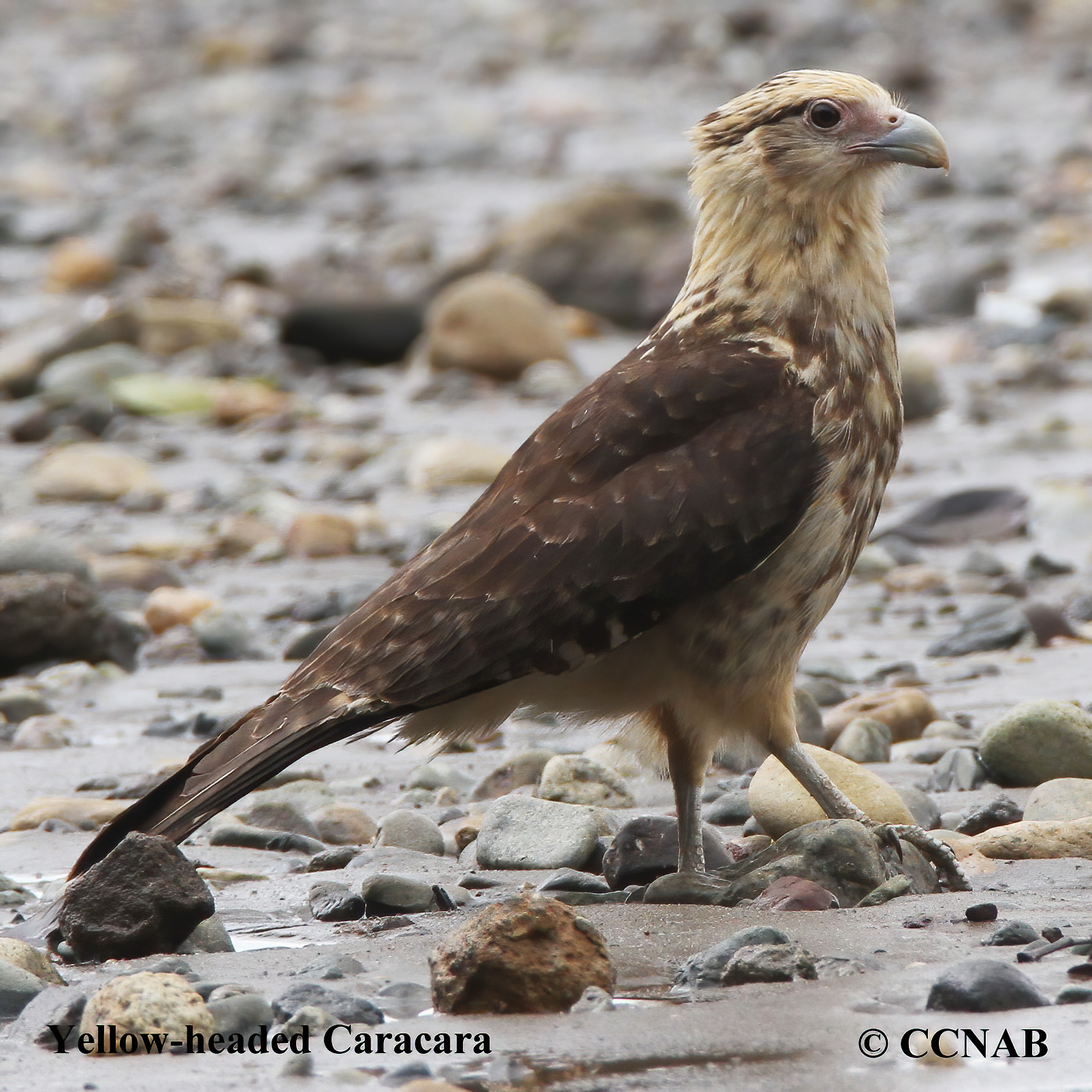 Birds of North America