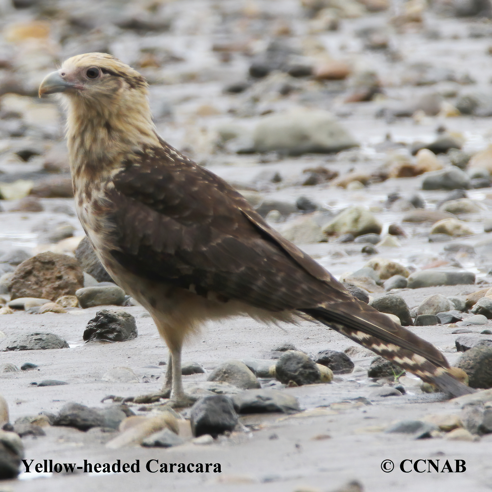 Yellow-headed Caracara