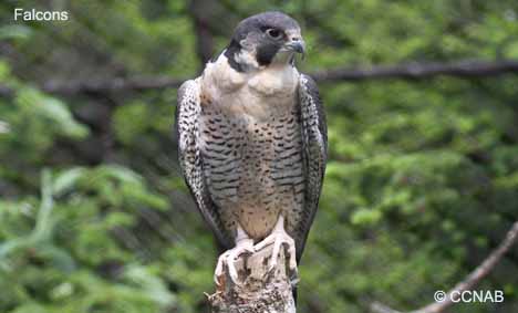 7 Types of Falcons Found in the United States! (2023) - Bird