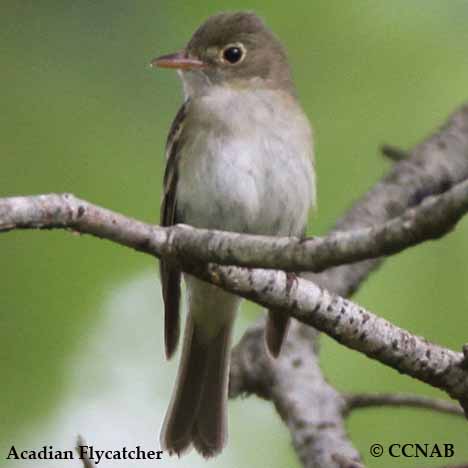 Birds of North America