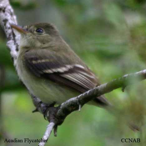 Acadian Flycatcher range map