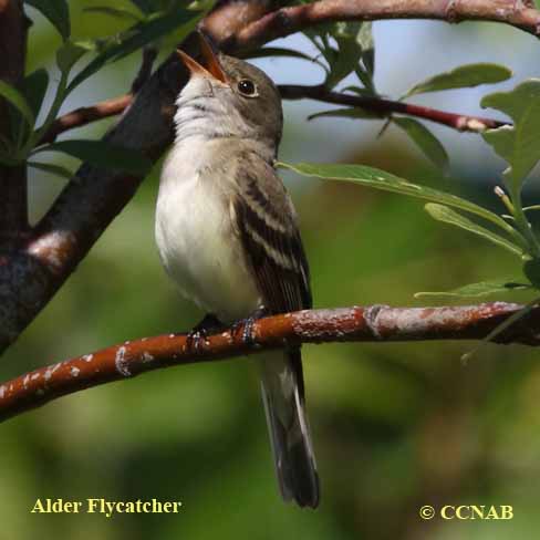 Birds of North America