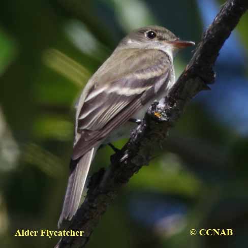 Birds of North America