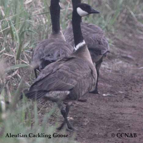 Birds of North America