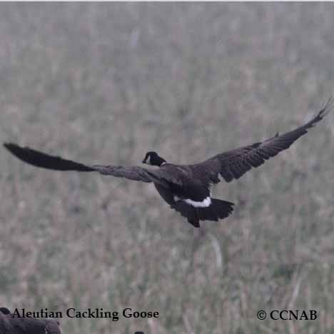 Birds of North America