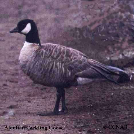 Birds of North America