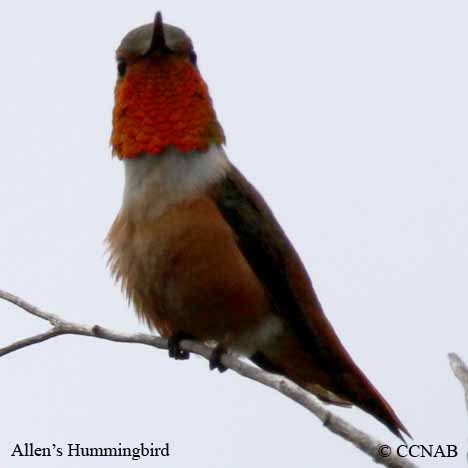 Birds of North America