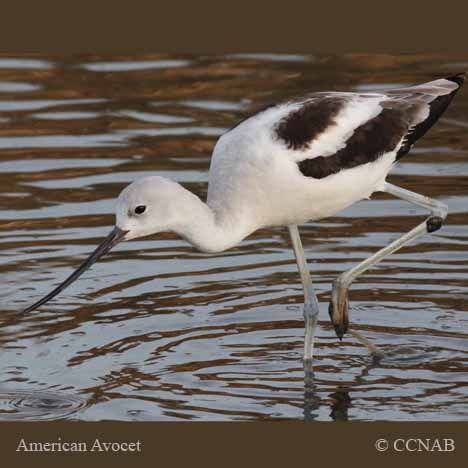 Birds of North America