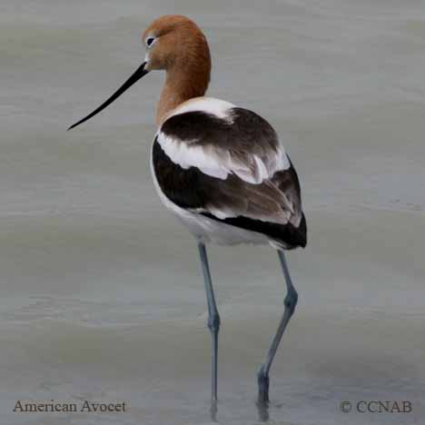 Birds of North America