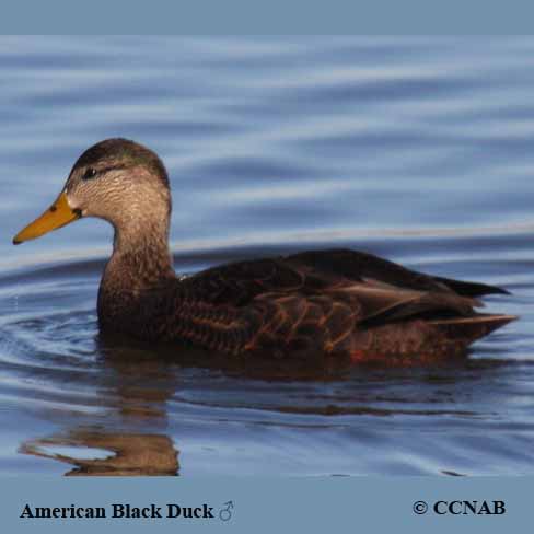 Birds of North America