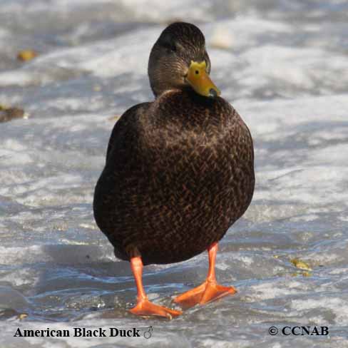 Birds of North America