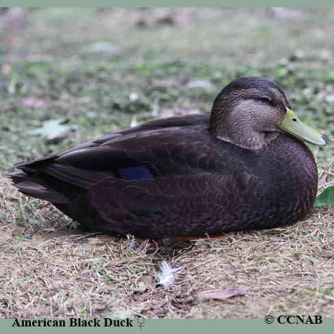 Birds of North America