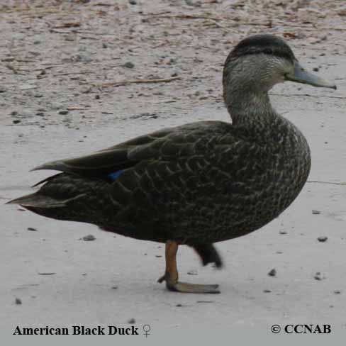 Birds of North America