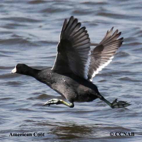 Birds of North America