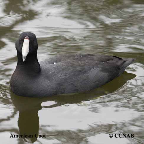 Birds of North America