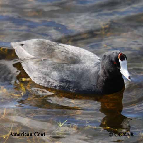 Birds of North America