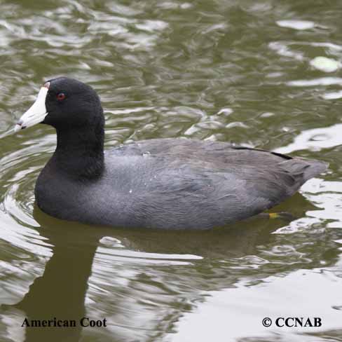 Birds of North America