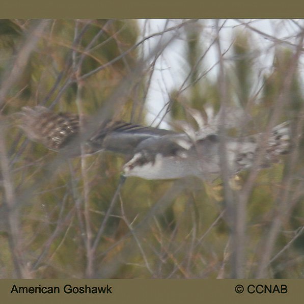 goshawks