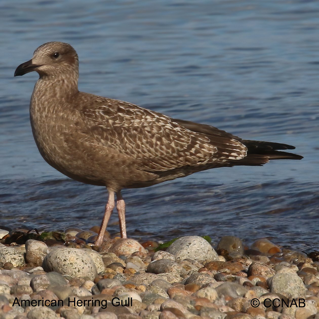 Birds of North America