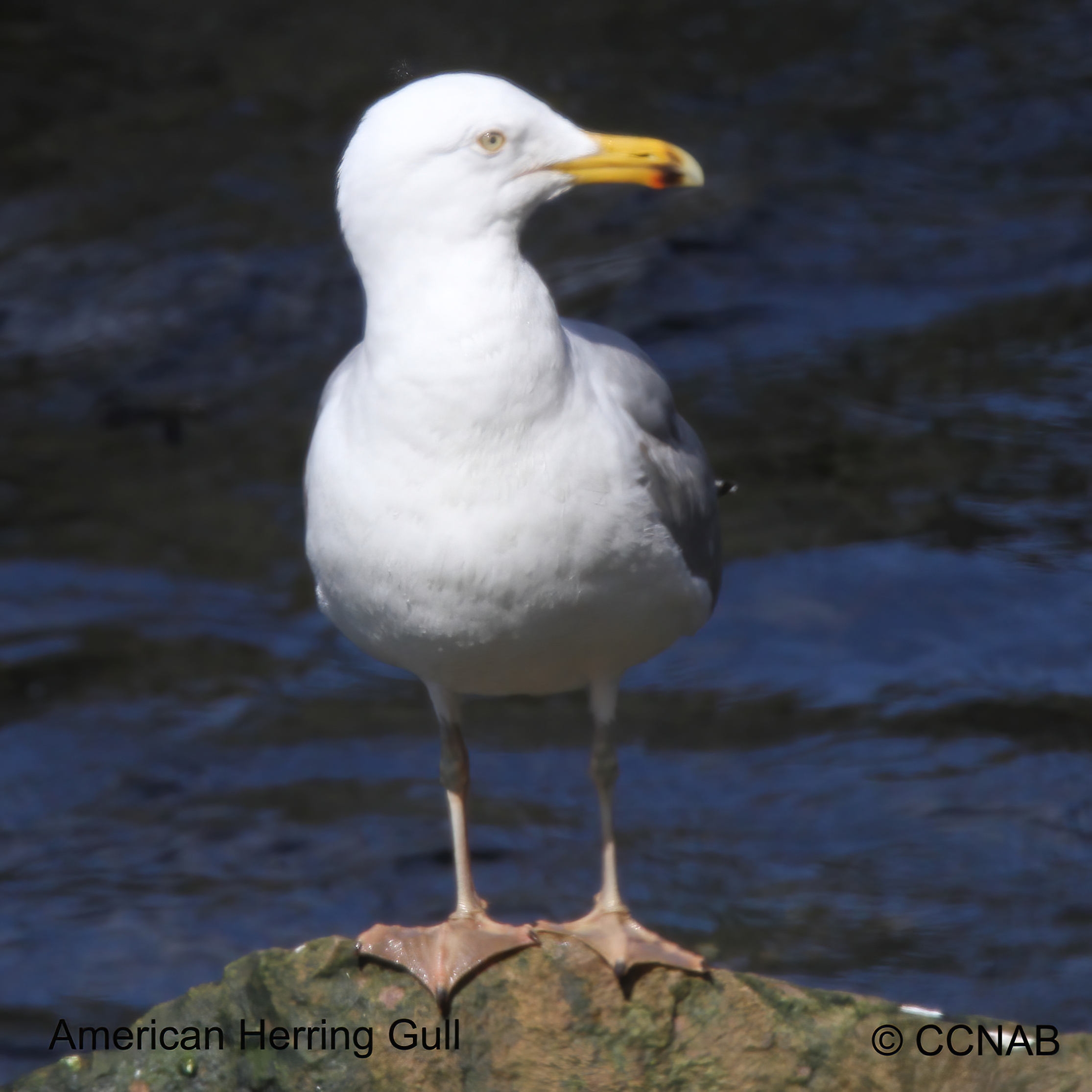 North American Gulls