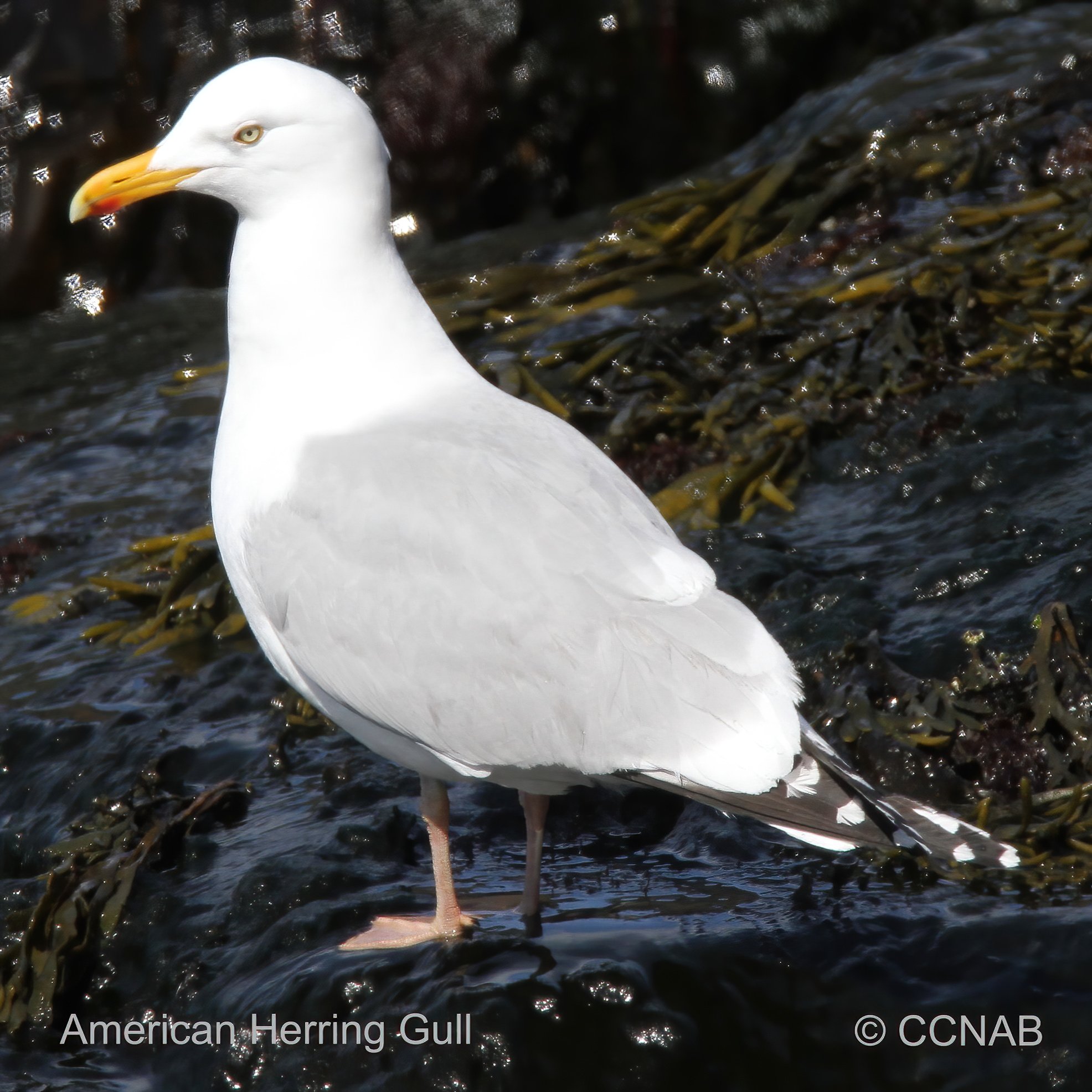 Birds of North America