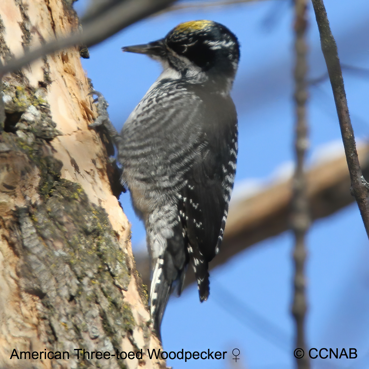 American Three-toed Woodpecker