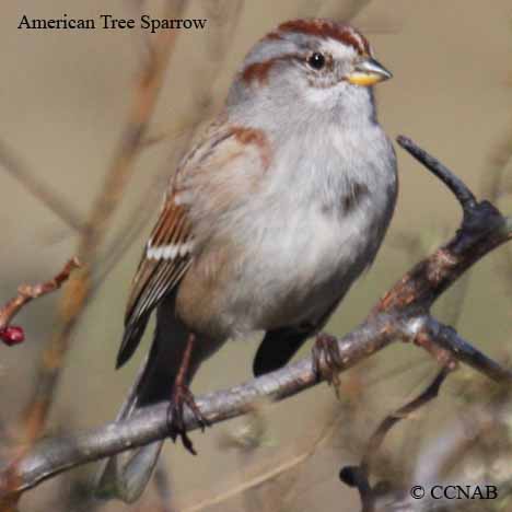 Birds of North America