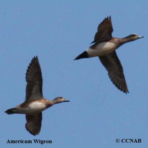 Birds of North America