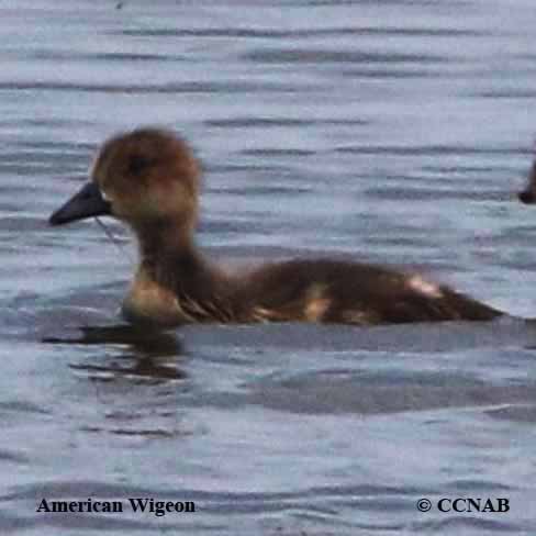 Birds of North America