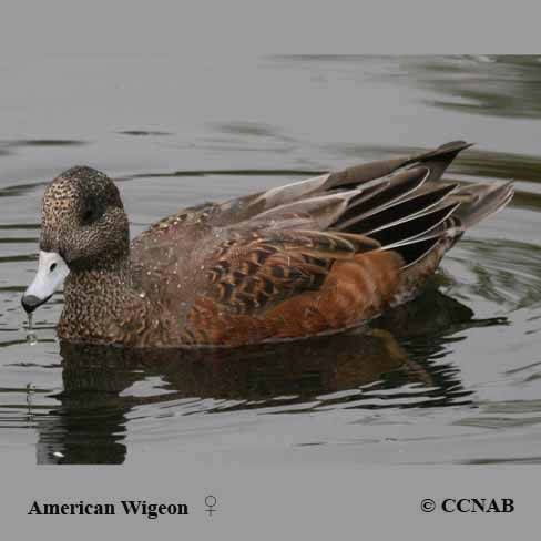 Birds of North America