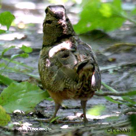 Birds of North America